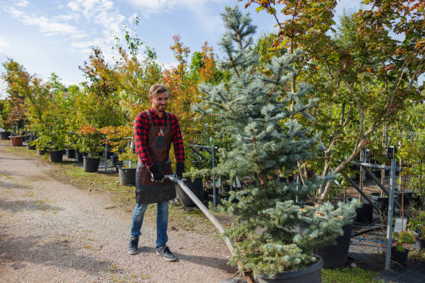 Best Emergency Storm Tree Removal  in Duryea, PA